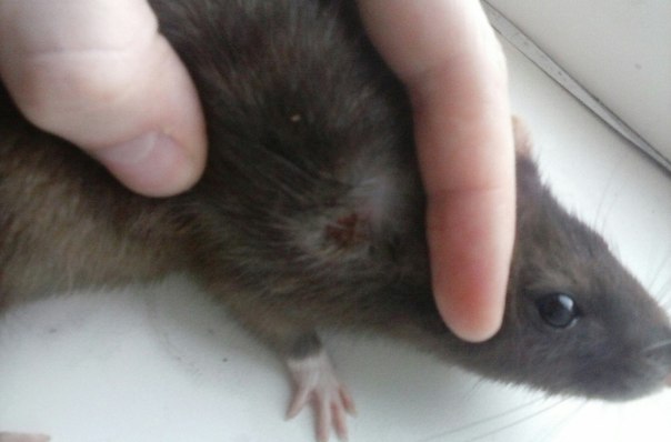 Домашняя крыса чешется - почему и как лечить?