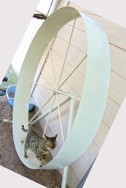 Описание и правила изготовления бегового колеса для кошек