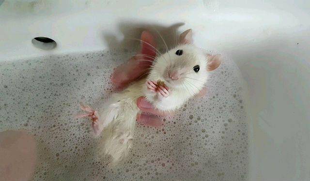 Можно ли мыть мышь. Крыса купается.