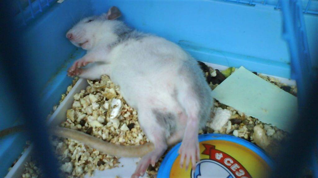 Сколько длится беременность крысы, как проходят роды, уход