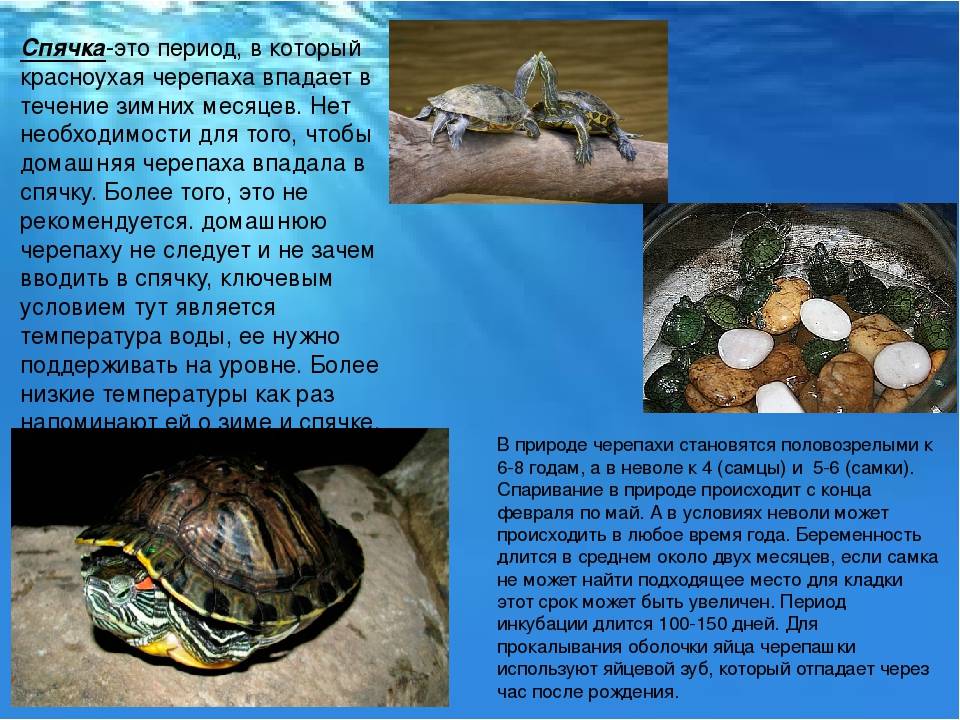 ᐉ как разбудить и вывести черепаху из спячки в домашних условиях - zoopalitra-spb.ru