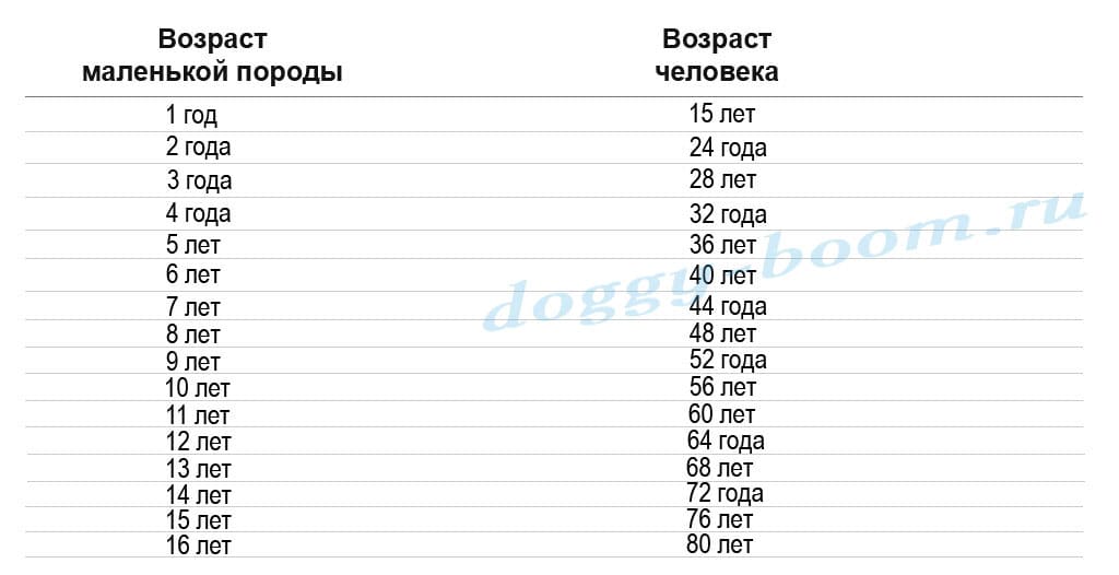 Относительный ровесник — возраст собаки по человеческим меркам