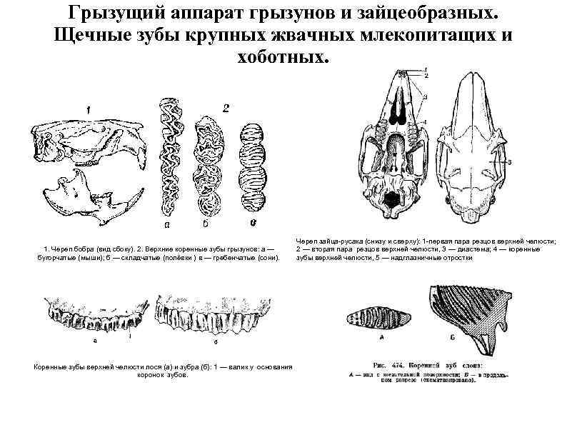 [новое исследование] зубы крысы — особенности и строение зубной системы, сколько у крысы зубов и как их подрезать