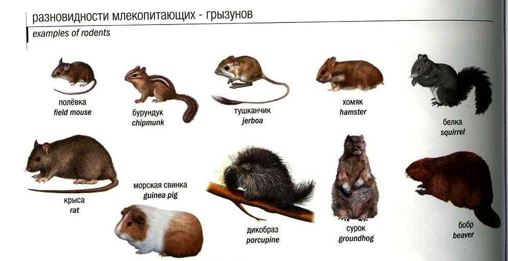 Мышь — это дикое или домашнее животное?