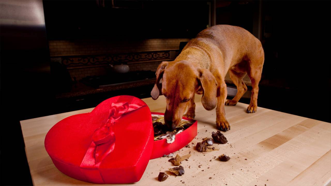 Собака съела игрушку. Собака ест шоколад. Шоколад для собак. Щенок из шоколада. Собака сожрала шоколад.