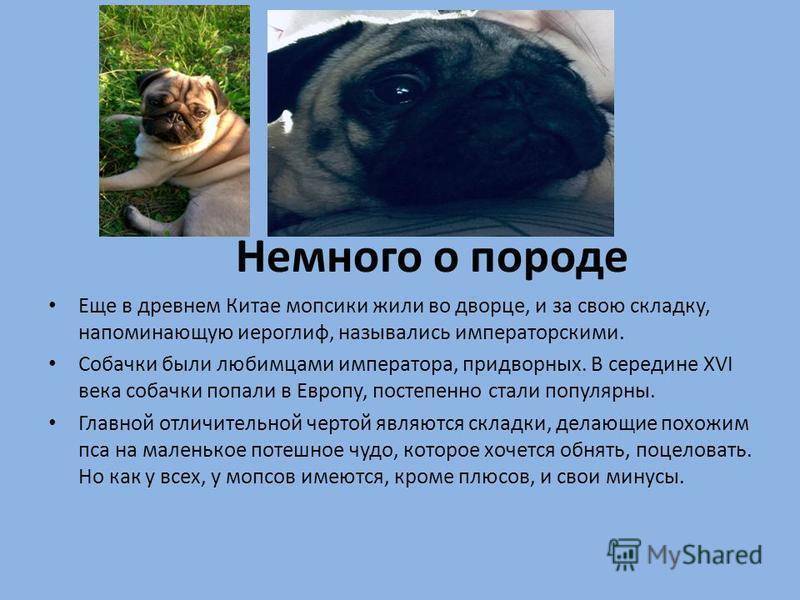 Мопс — фото собаки, описание породы, характер