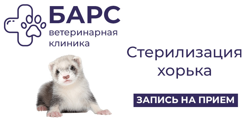 Все про содержание хорька в домашних условиях