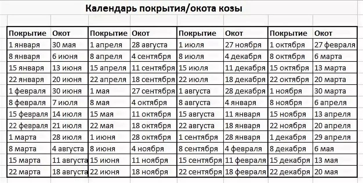 С какого возраста кошка может забеременеть?