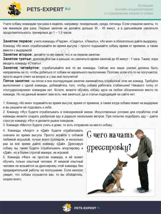 Как приучить взрослую собаку к соблюдению чистоплотности дома