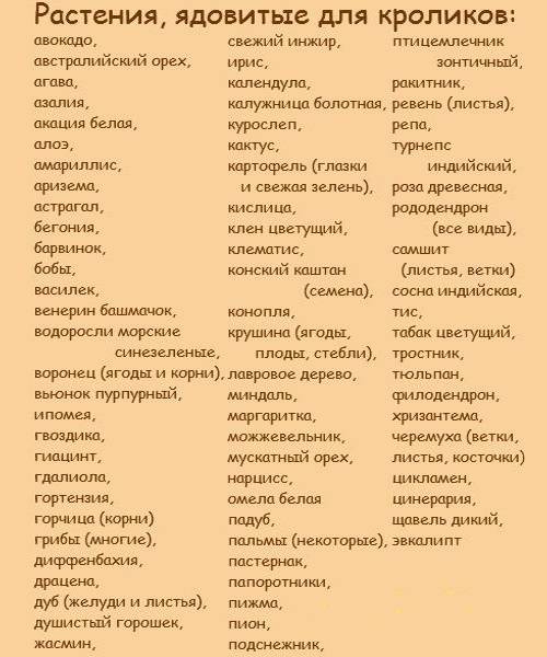Имена и клички для кроликов