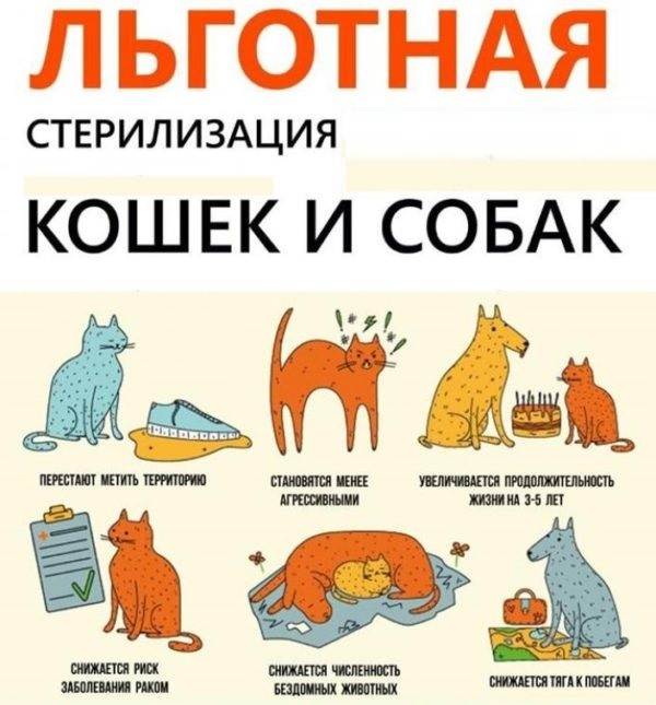 Стерилизация кошек: виды операции, этапы проведения процедуры, подготовка, подходящий возраст, уход за кошкой после стерилизации