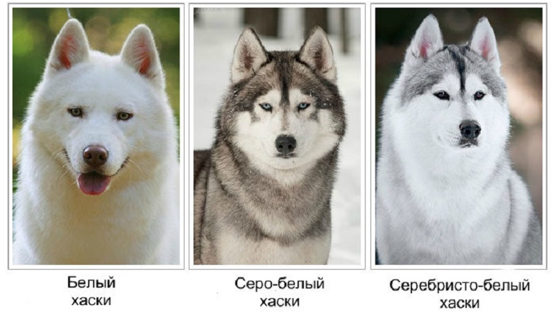 Какие породы собак внешне похожи на хаски но больше или меньше размером