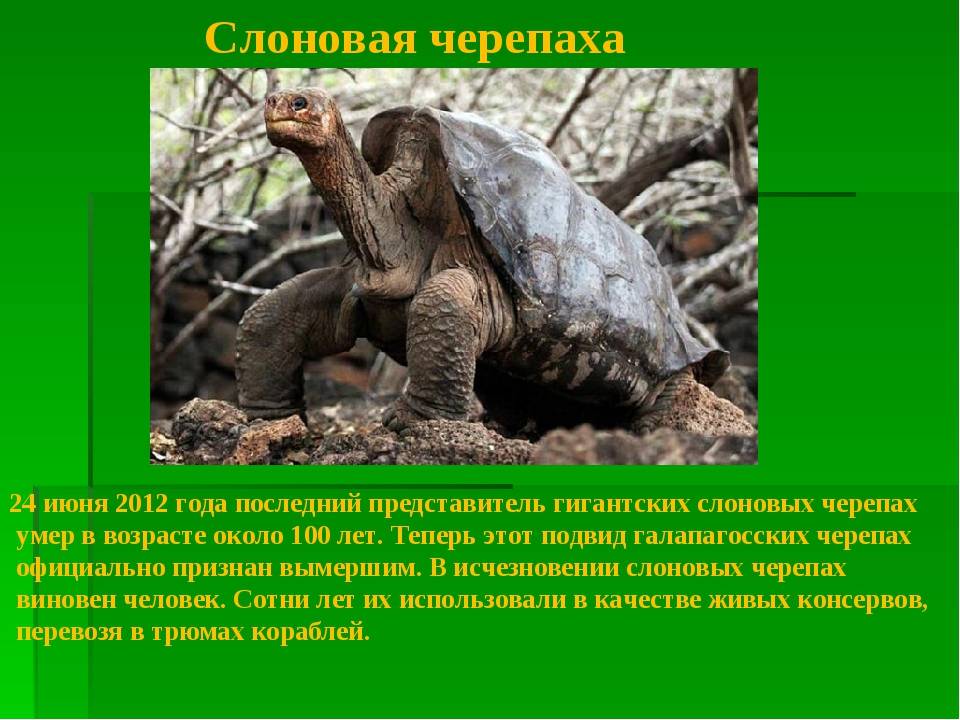 Европейская болотная черепаха: описание и образ жизни