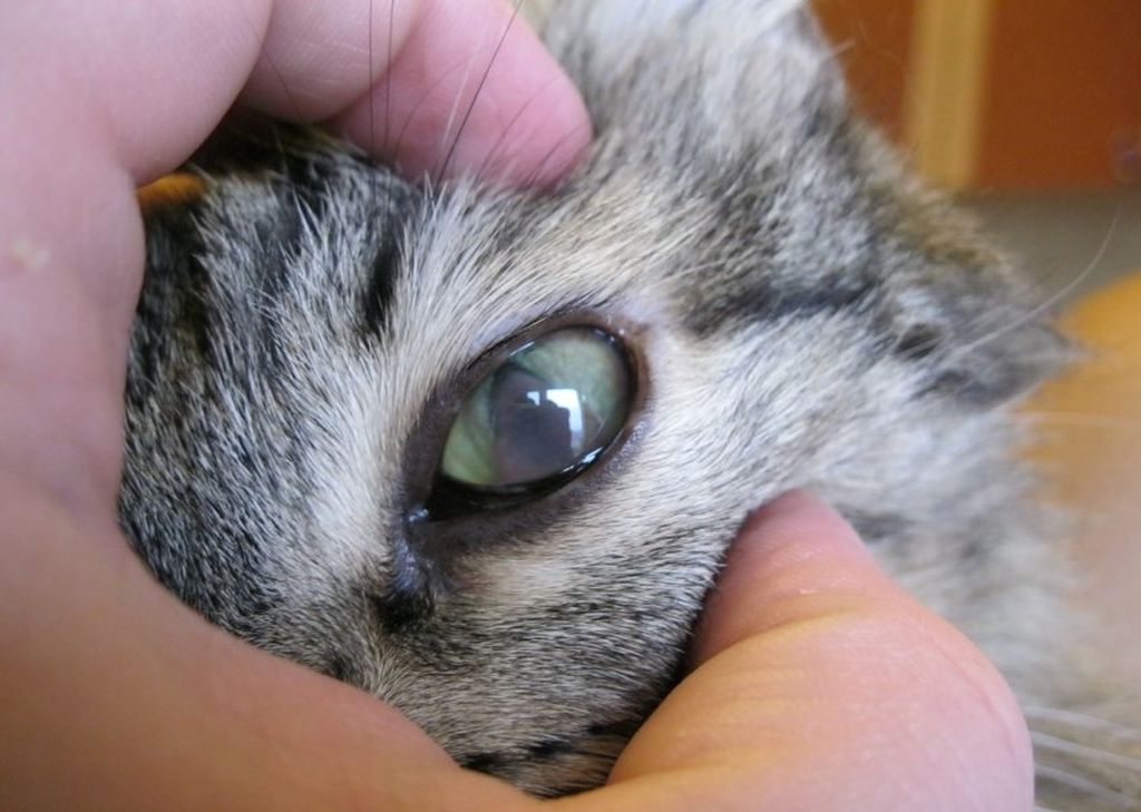 Причины темных выделений из глаз у кошки | звери дома