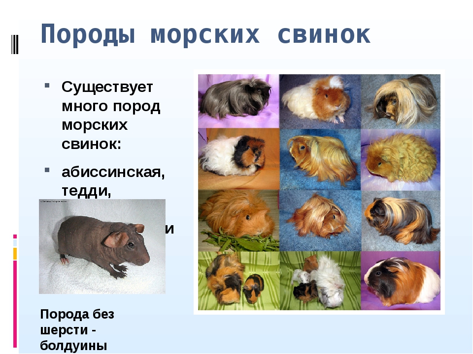 Как определить возраст морской свинки