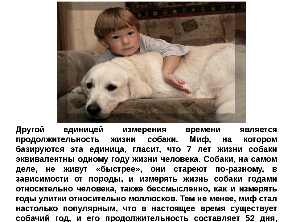 Собаки-долгожители: представители каких пород живут дольше всех