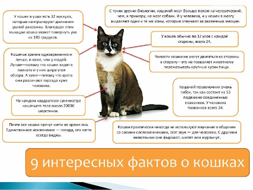 Как приучить кошку к новому дому: подготовка, чего нельзя делать