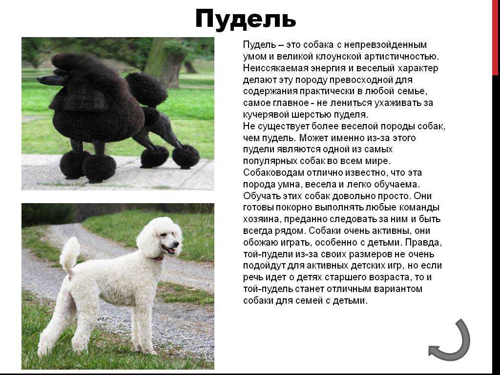 Пудель