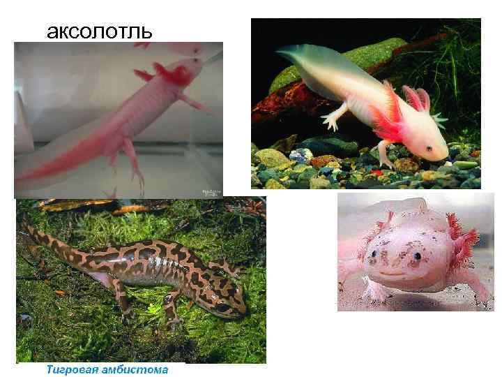 Аксолотль (axolotl): фото, содержание в домашних условиях