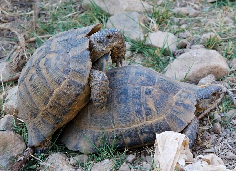 Разведение красноухих черепах: как спариваются черепахи