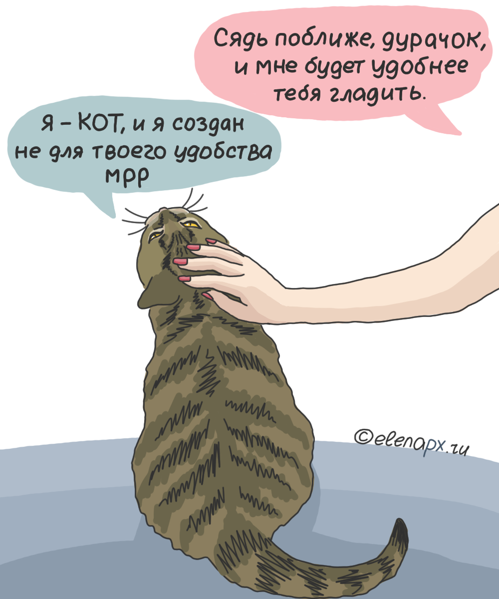 Почему беременным нельзя гладить кошек? чем грозит такое общение?