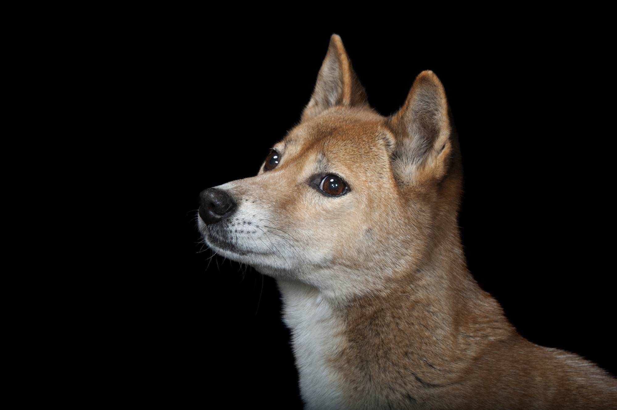 Собака новогвинейская поющая — canis lupus hallstromi