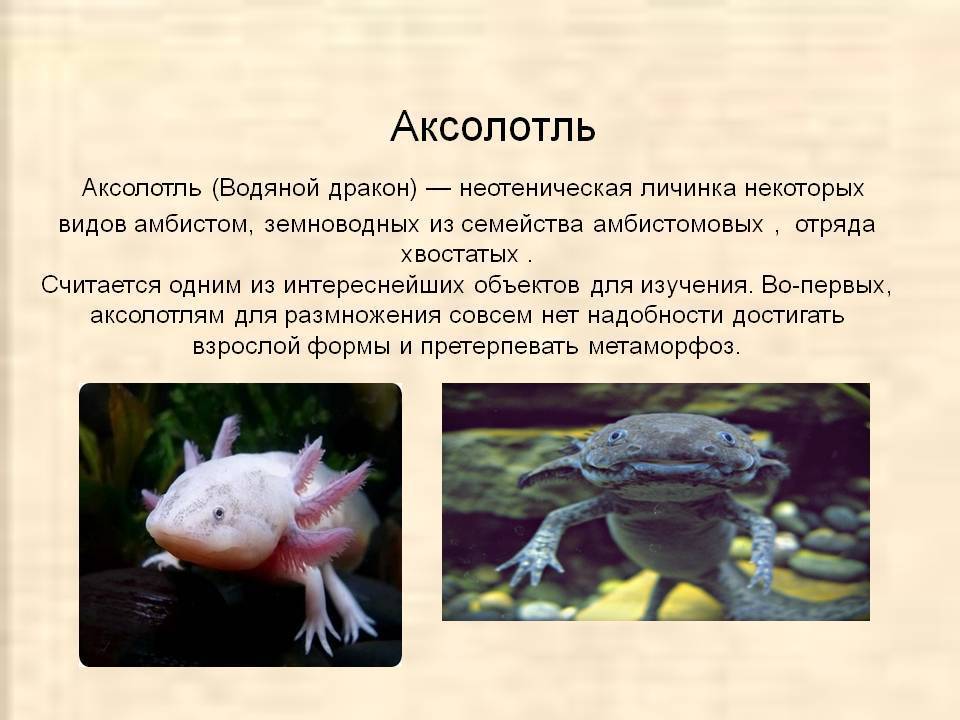 аксолотль описание