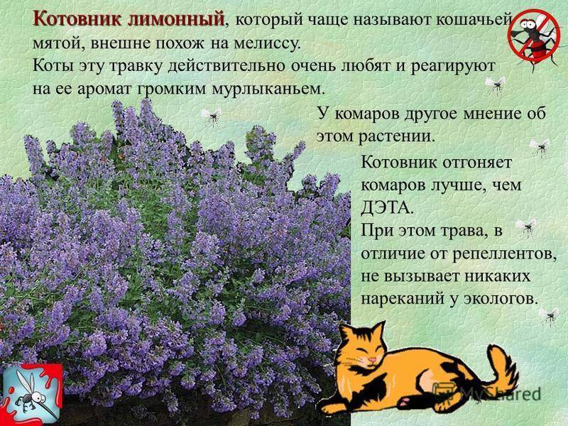 Что такое кошачья мята, для чего она нужна, фото, где взять, влияние на кошек