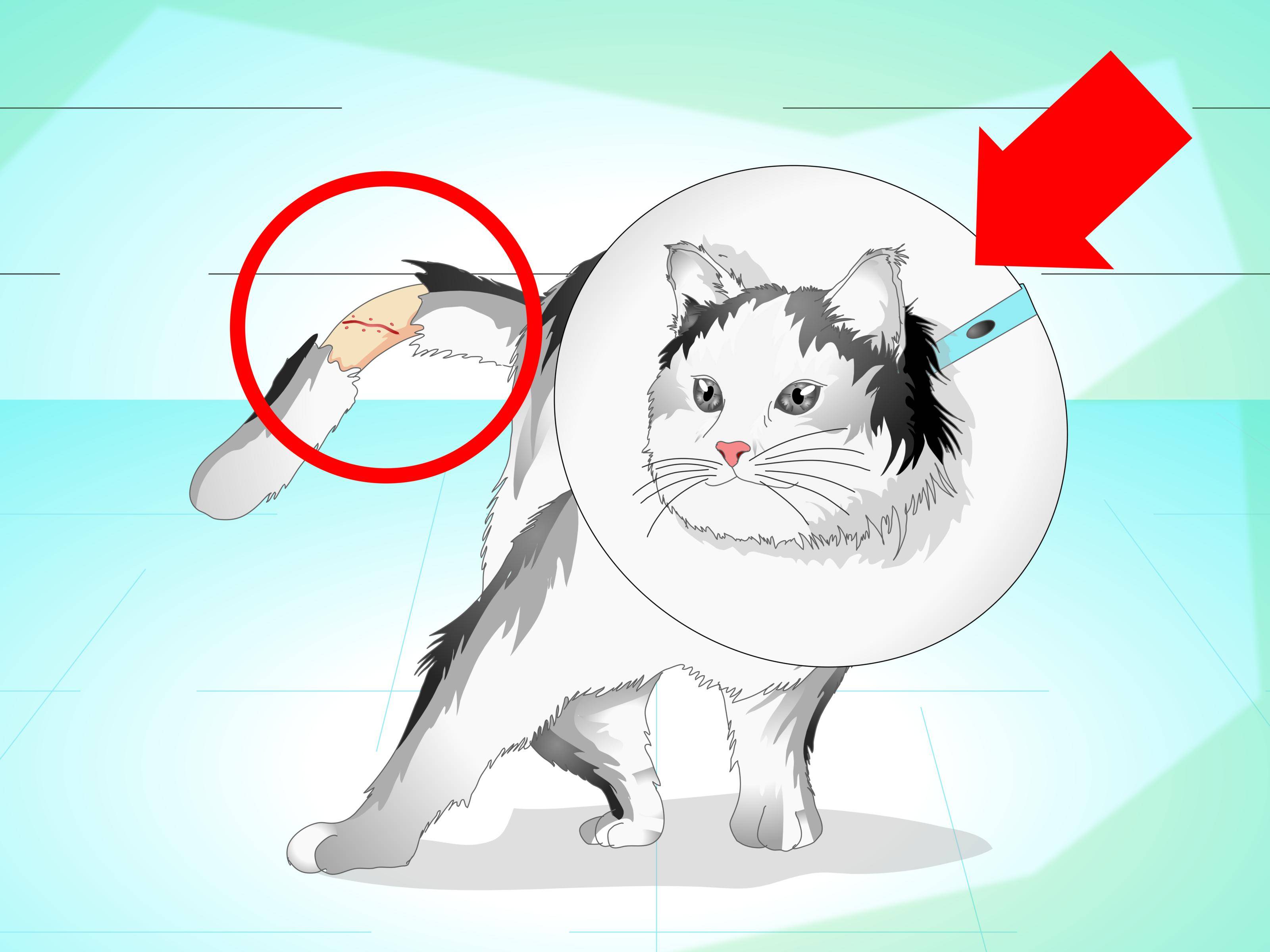 Почему нельзя дергать котов и кошек за хвост