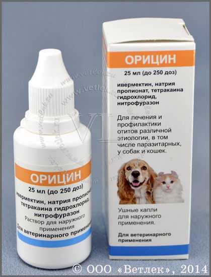 Отит у собаки. пошаговая процедура профилактики и лечения •