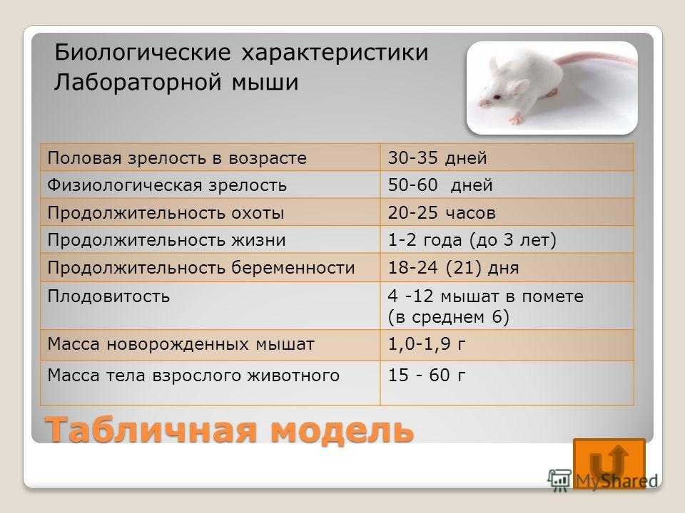 Сколько живут домашние крысы?
