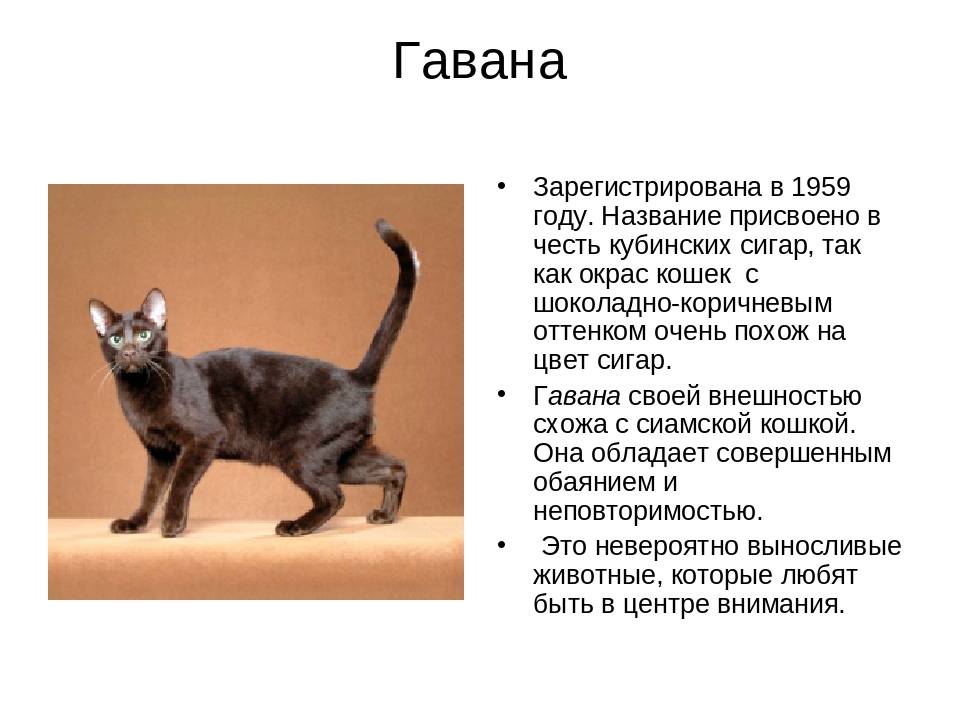 Ликой, или кошка оборотень: описание породы, фото, характер, стандарты, окрасы