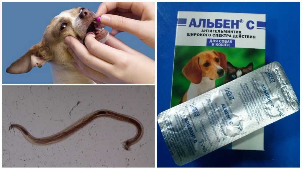 Дегельминтизация кроликов.