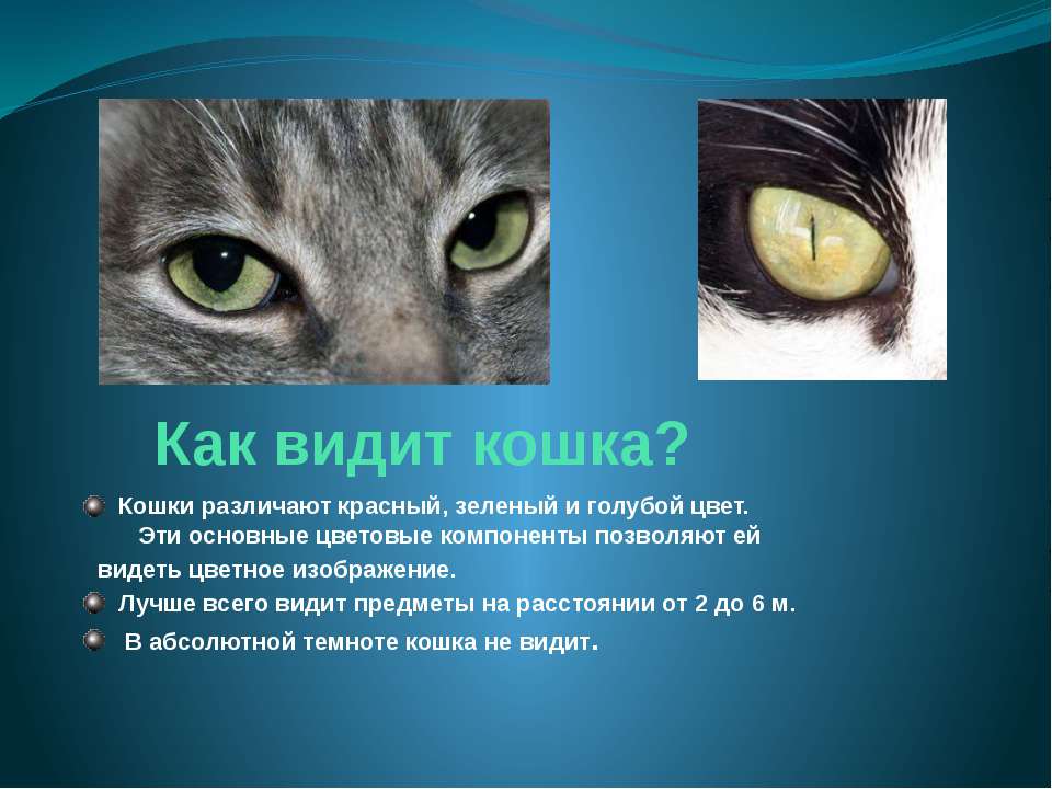 Как выглядит мир с точки зрения кошки