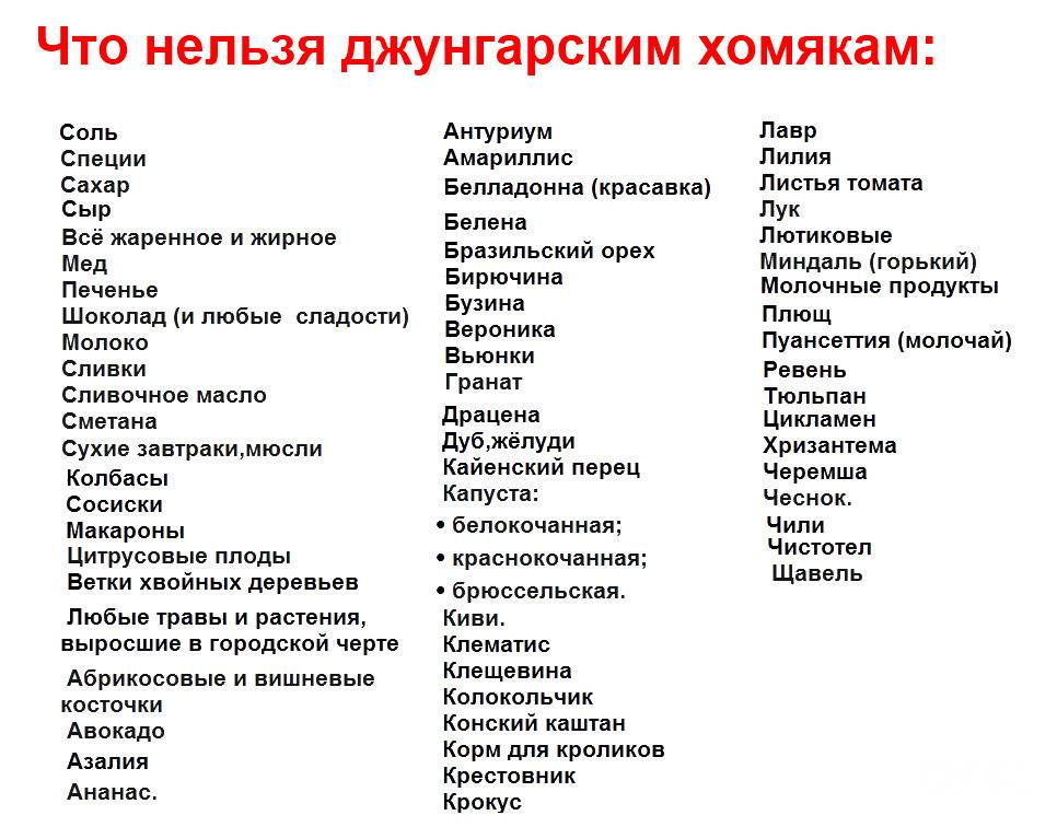 Чем питаются джунгарские хомяки в домашних условиях?