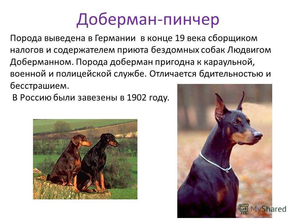 Собаки » породы » доберман