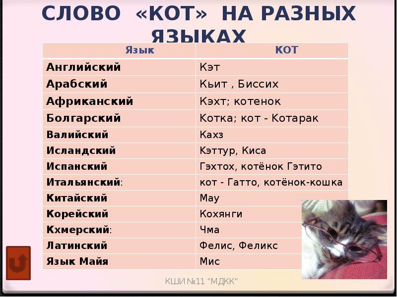 Японские клички для котов и кошек – лучшие варианты имен с расшифровкой значения