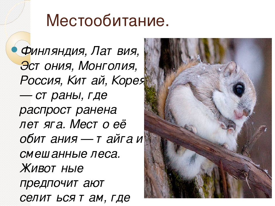 Белка летяга - где обитает, что ест, содержание, интересные факты