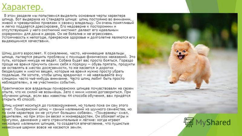 Белый померанский шпиц - описание породы, характер маленького щпица белого цвета