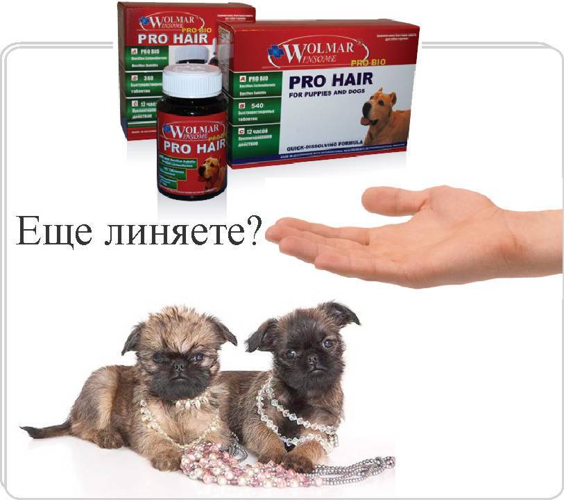 Что делать если у собаки запор - первая помощь