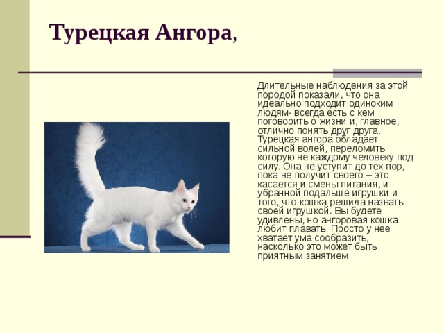 Турецкая ангора: описание породы, фото кошки, характер, окрасы, отзывы, уход, корм, вес, сколько лет живут?