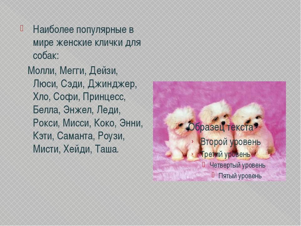 Какую кличку выбрать для собаки девочки маленькой породы, прикольные имена