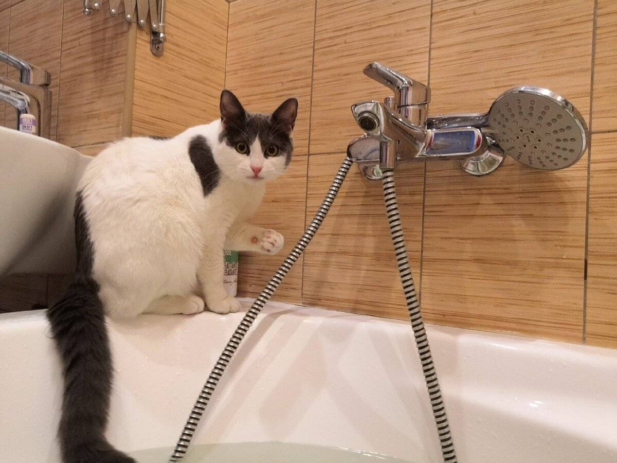 Как купать кота который боится воды: как подготовить