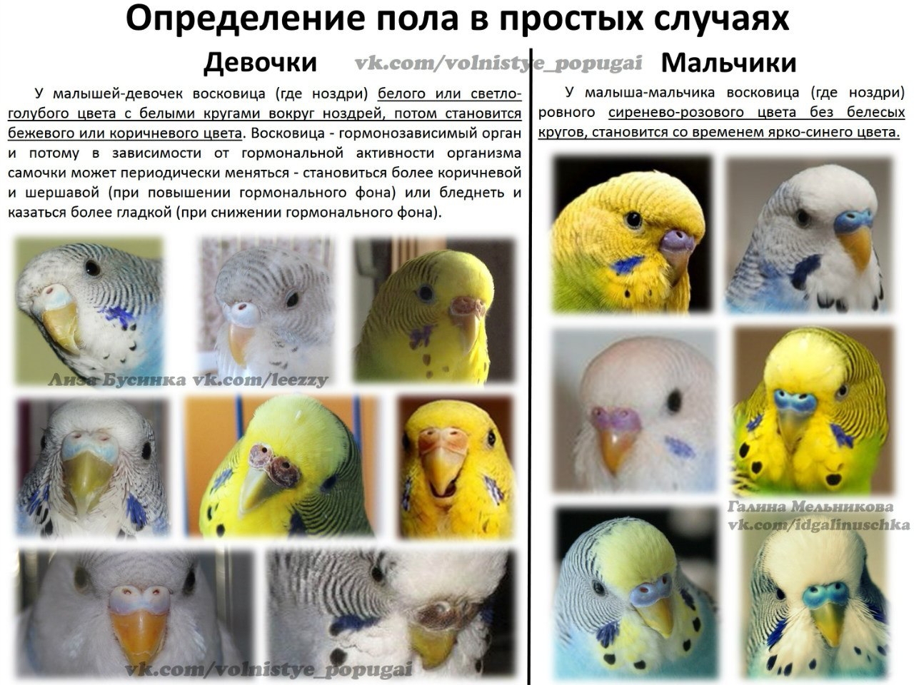 Цветовое зрение птиц (статьи). как видят птицы?