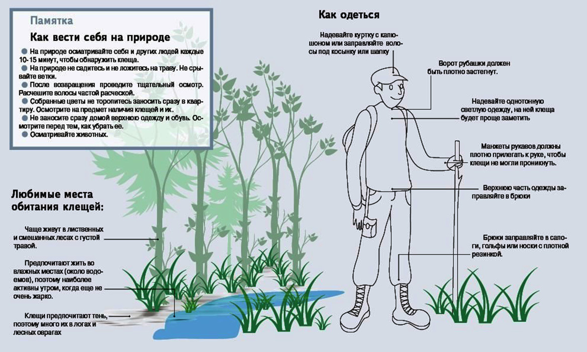 Как защитить собаку от клещей