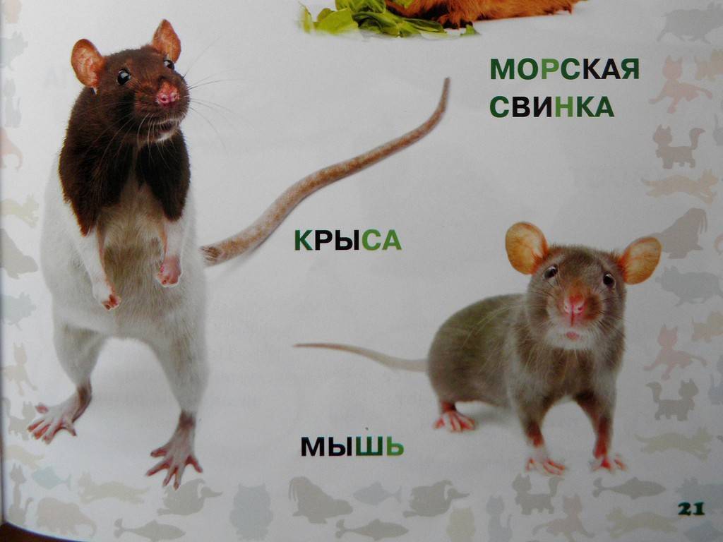 Чем похожа и отличается мышь от крысы. все о детенышах мышей