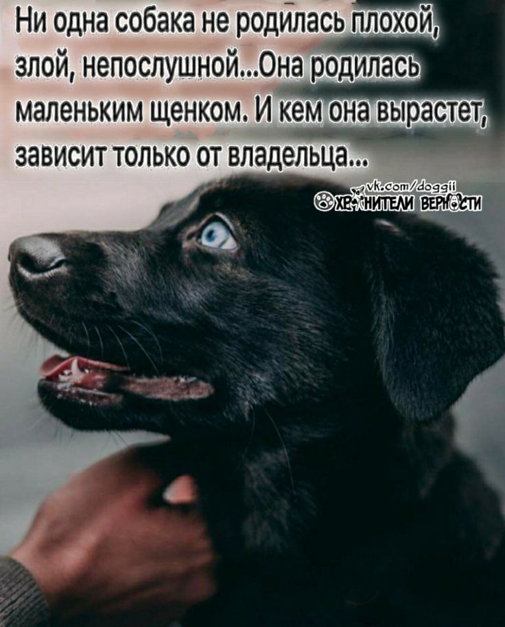 Цитаты про собак - сборник лучших цитат