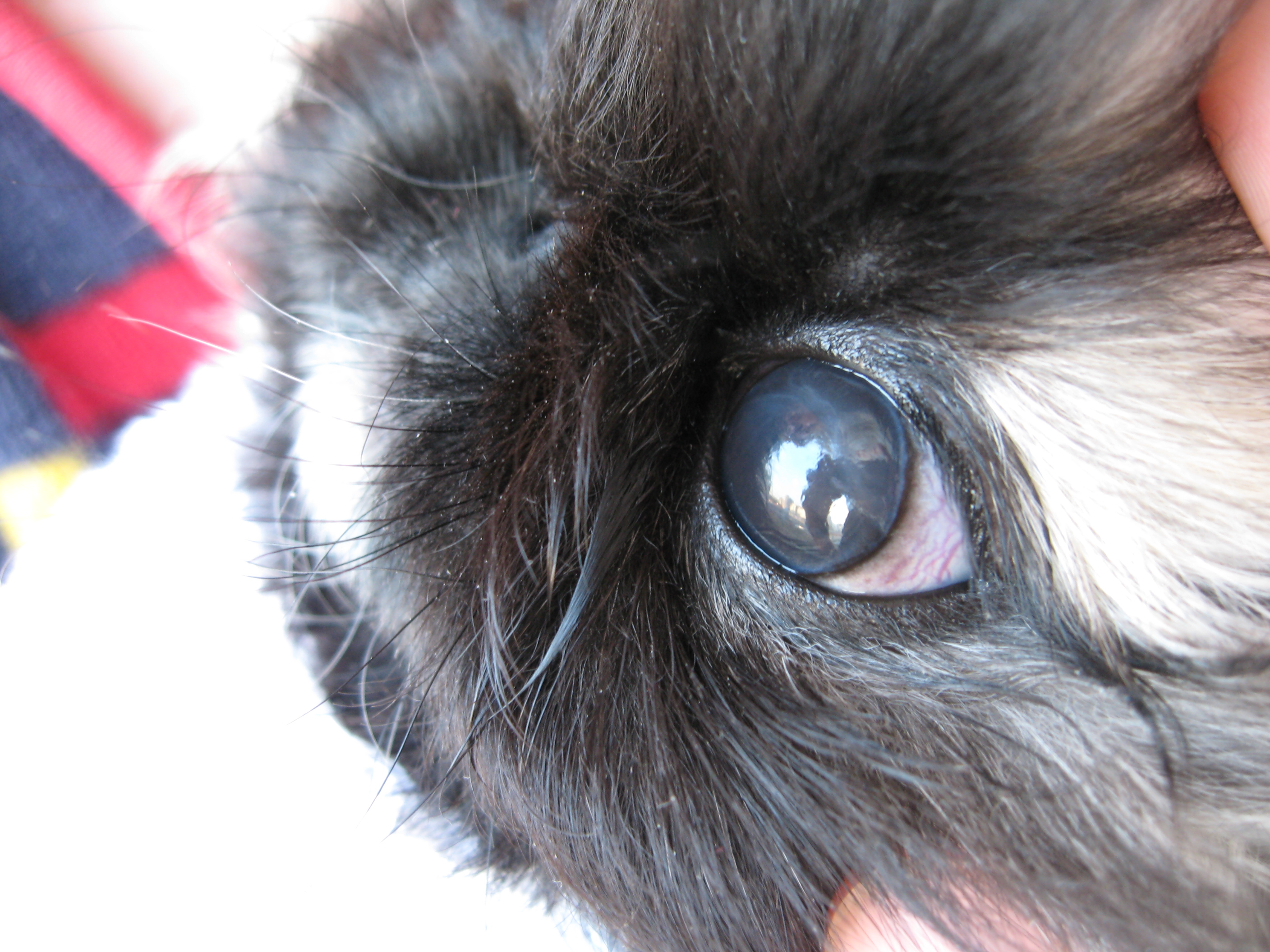 Помутнение глаза у кошки или собаки — «бельмо на глазу».