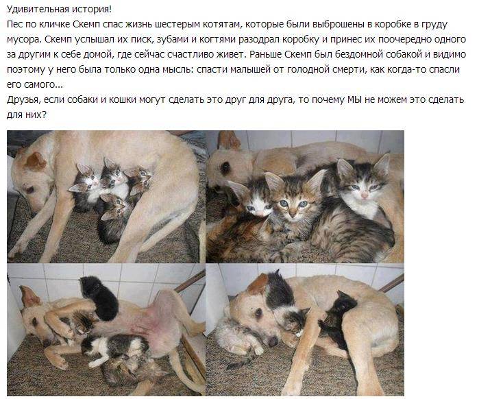 Почему кошка ложится на человека: проявление ласки и другие мотивы