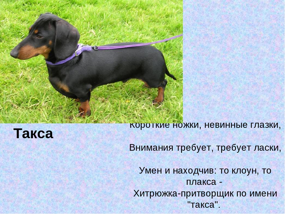 Кличка для таксы — как назвать девочку и мальчика